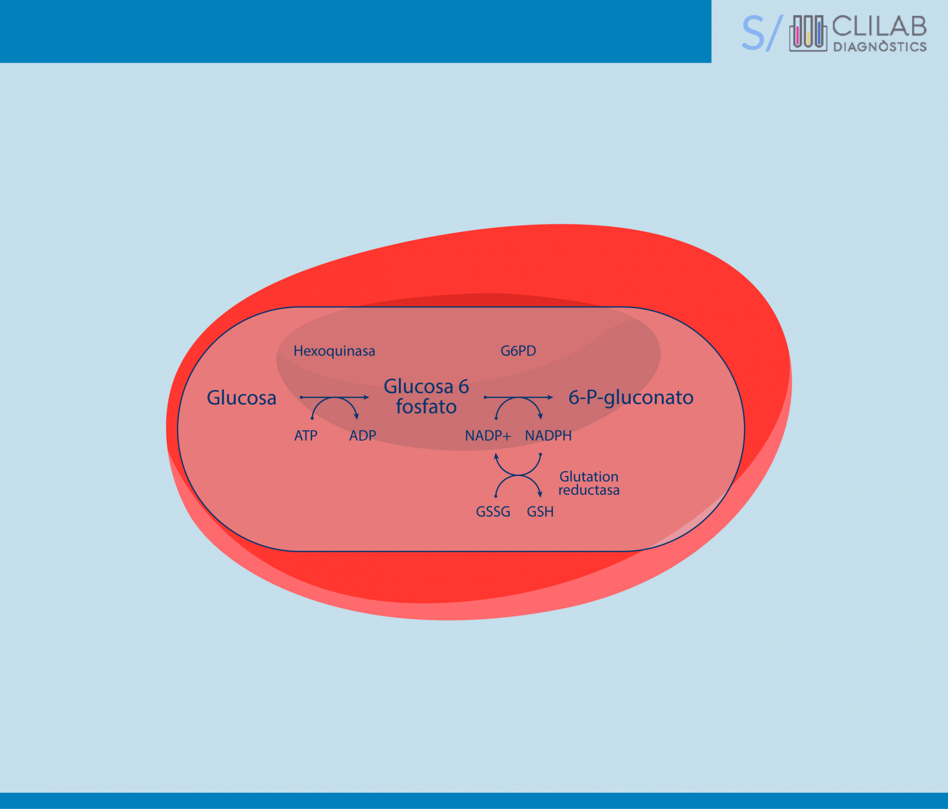 G6PDH en el eritrocito