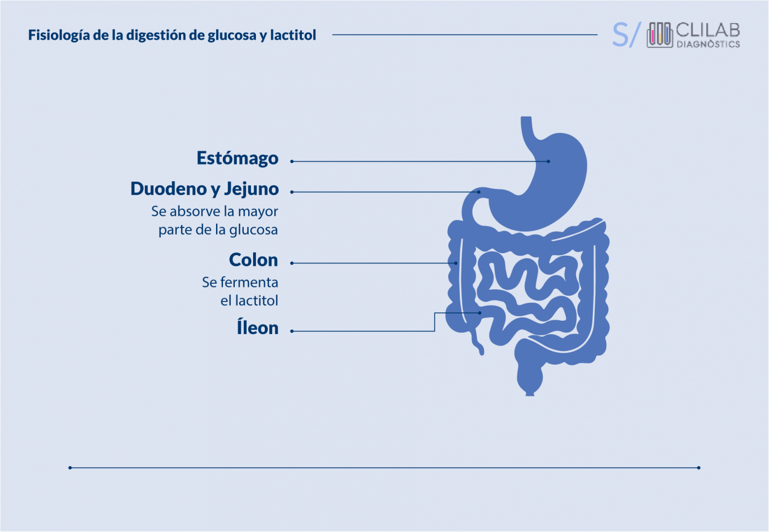 Fisiología de la digestión de la glucosa y el lactitol