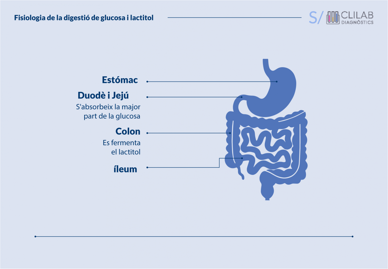 Fisiologia de la digestió de la glucosa i el lactitol 